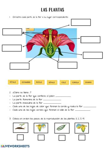 Partes de la flor