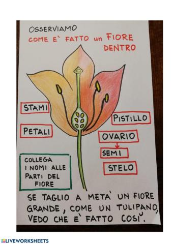 Il fiore a metà