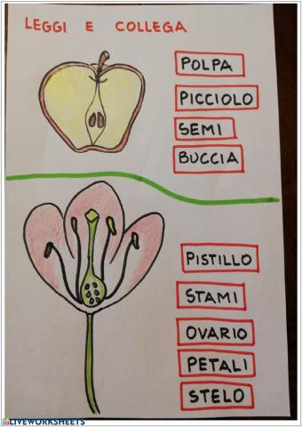 Fiore e frutto