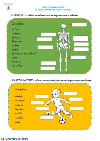 Huesos y articulaciones