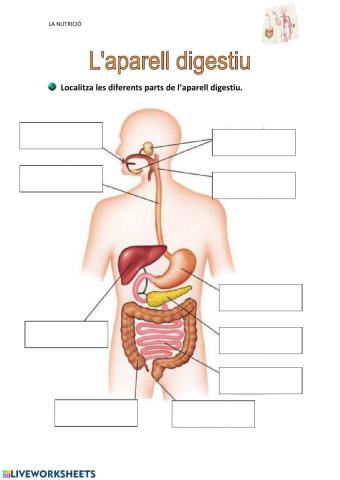 Aparell digestiu