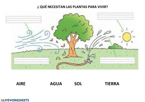 Qué necesitan las plantas