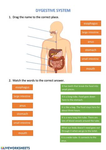 Digestive system