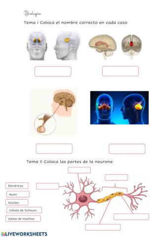 Sistema Nervioso