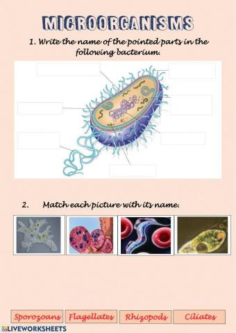 Microorganisms