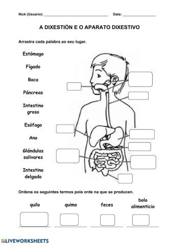 Nutrición 2. A dixestión e o aparato dixestivo