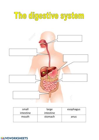 Parts of the digestive system