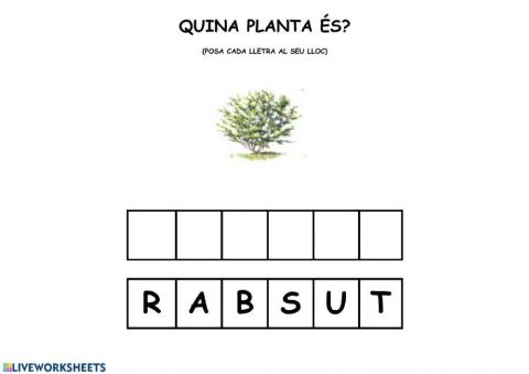 UD plantes confegir paraula: ARBUST