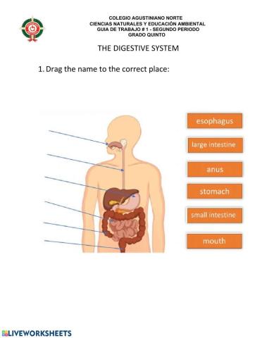 The Digestive System