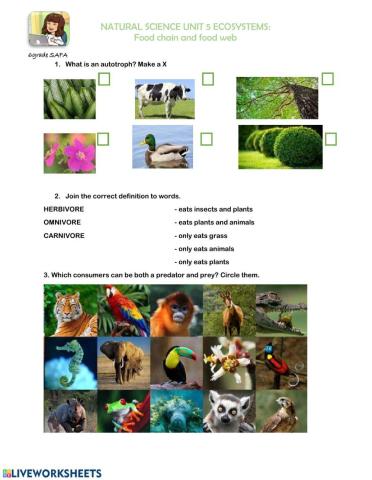 Food chains and food webs