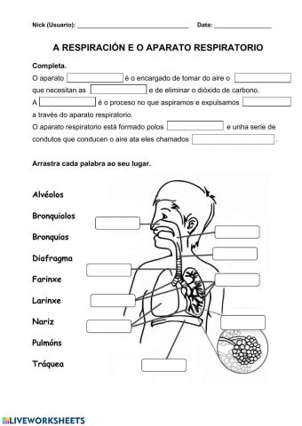 Nutrición 3. A respiración e o aparato respiratorio