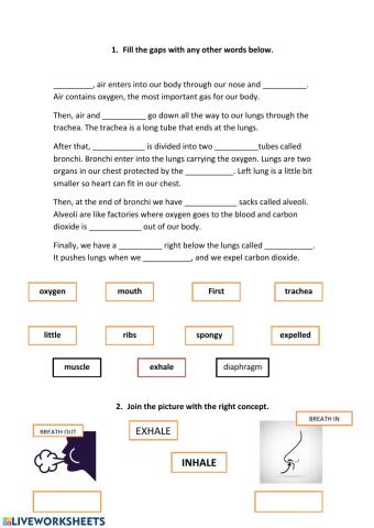 Respiratory system