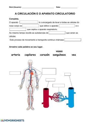 Nutrición 4. A circulación e o aparato circulatorio