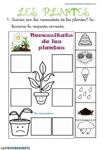 Les plantes (final)