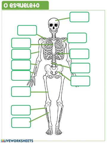 O esqueleto
