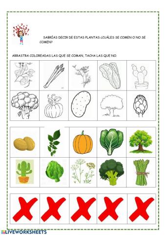 Las matemáticas y las plantas