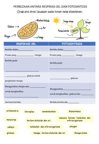 Perbezaan Respirasi Sel dan Fotosintesis