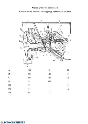 Анатомія органу слуху