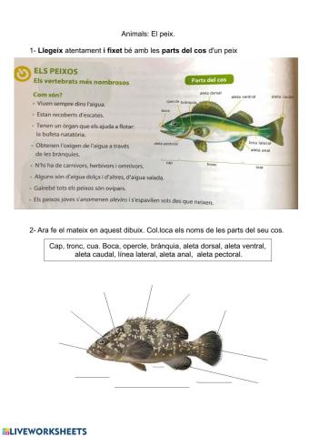 Els peixos