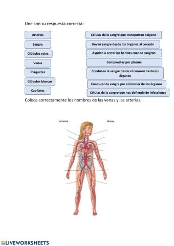 La sangre y los vasos sanguíneos