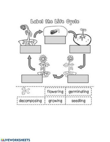 Life cycle