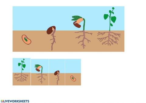 Ciclo de la planta