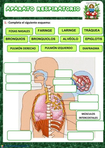 Aparato respiratorio