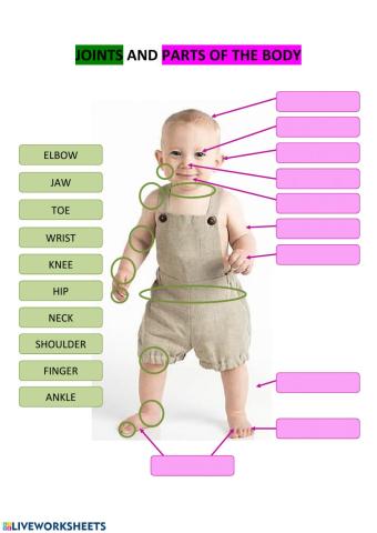 Joints and Parts of the body and face