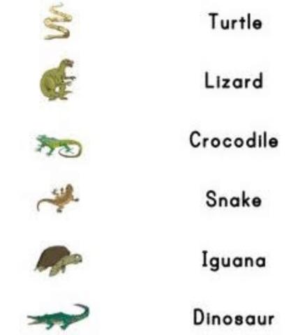 Reptiles