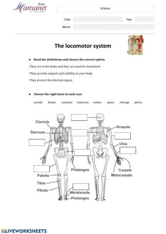 The locomotor system