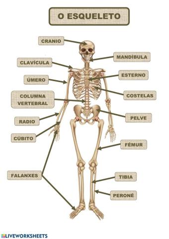 O ESQUELETO. APRENDE OS NOMES DOS ÓSOS