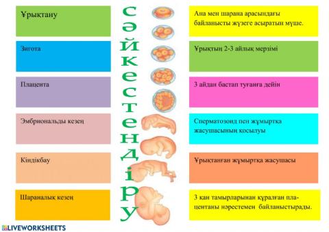 Жатырішілік даму