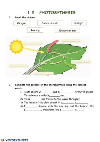 Photosynthesis