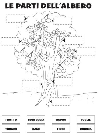 Le parti dell'albero