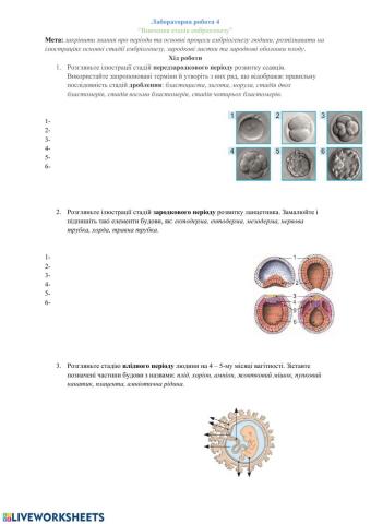 Вивчення етапів ембріогенезу