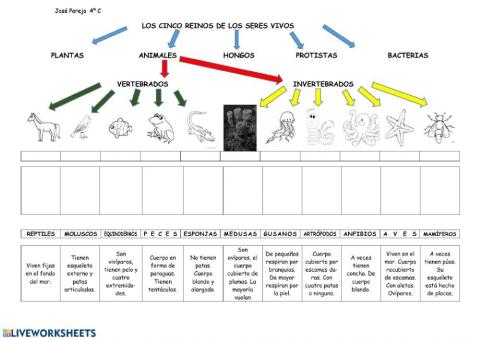 Los cinco Reinos. Vertebrados e invertebrados