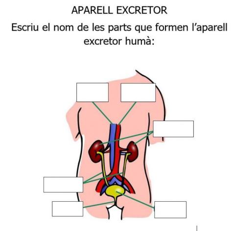 Parts de l'aparell excretor