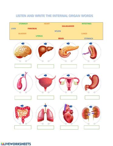 Listen and Write the words for the Internal Organs