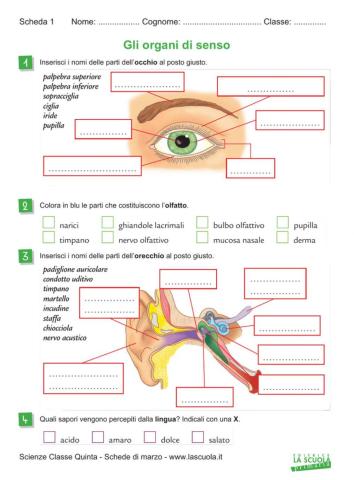 GLI ORGANI DI SENSO