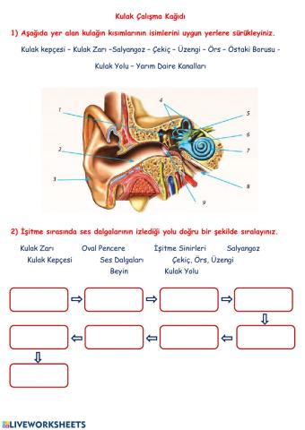 Kulak Yapısı ve İşitme