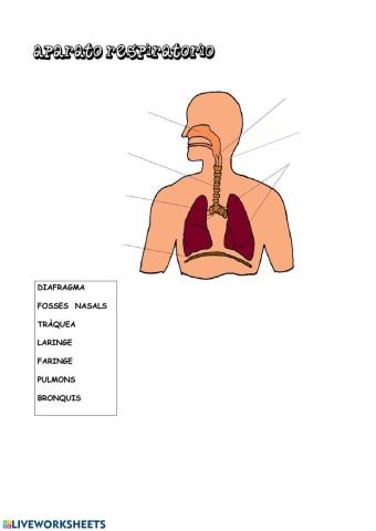 Sistema respiratori