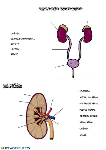 Sistema excretor