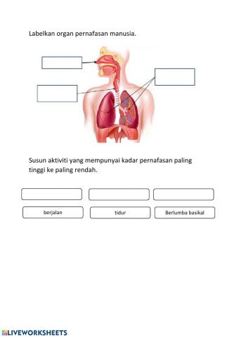 Pernafasan manusia