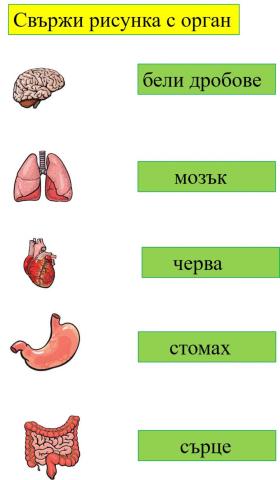 Органи на човека