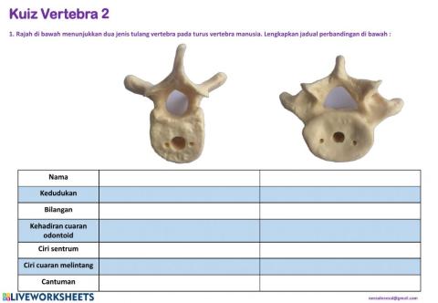 Kuiz Vetebra 2