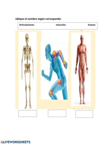 Sistema locomotor