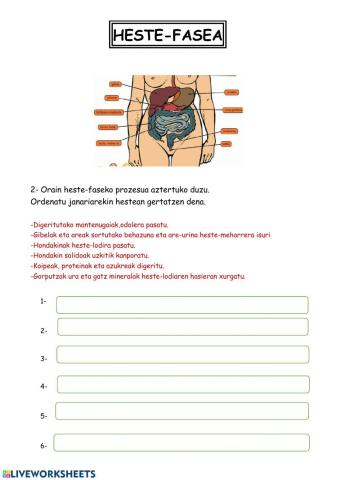 Digestioa: heste-fasea