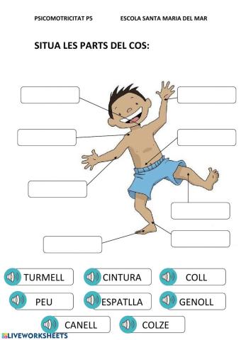 Parts del cos - Psicomotricitat P5