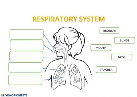 Respiratory system