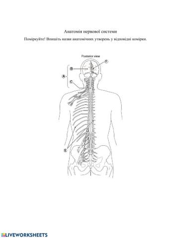 Анатомія нервової системи